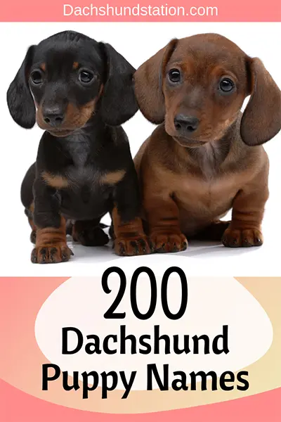 best dachshund names