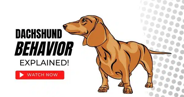 dachshund-behavior-explained