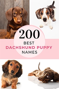 dachshund names