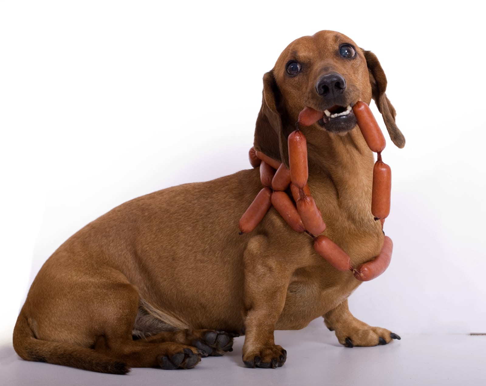 Weight Loss Tips for Dachshunds