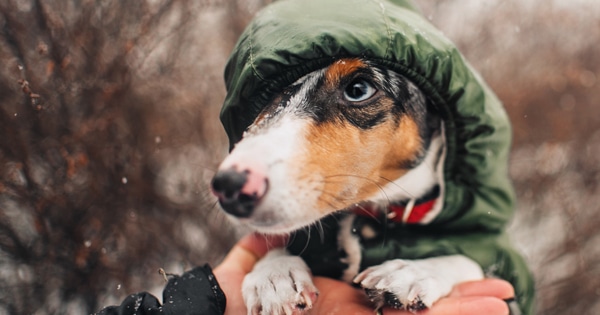 Best Dachshund Coats That Actually Fit