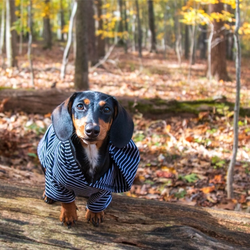 protect your dachshund's paws this winter