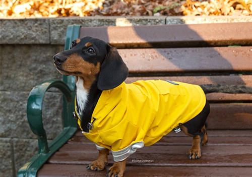 dachshund coats