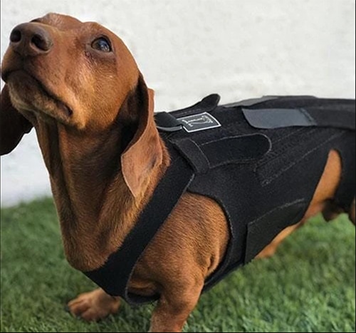10 BEST Dog Harnesses For Dachshunds [Buyer's Guide