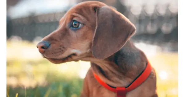 BEST Dog Harnesses For Dachshunds