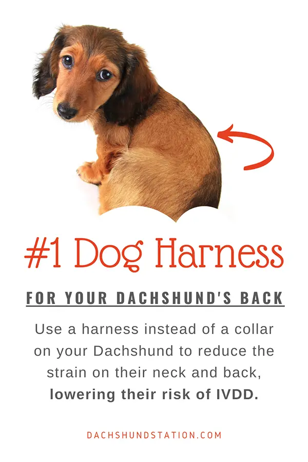 Use a dog harness instead of a leash to avoid Dachshund IVDD