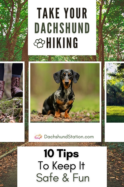 dachshund hiking