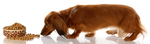 long haired miniature dachshund eating