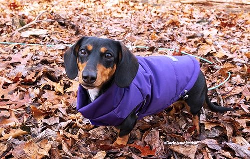 dachshund coats