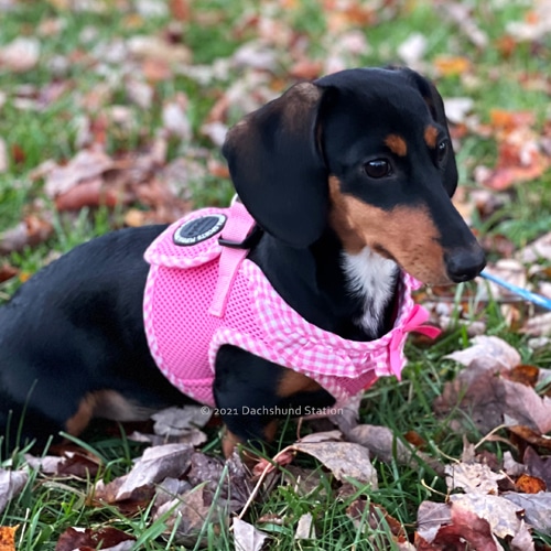 Best Dog Harnesses For Dachshunds