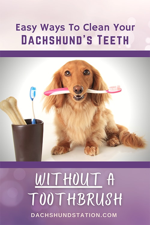 ways to brush your dachshunds teeth