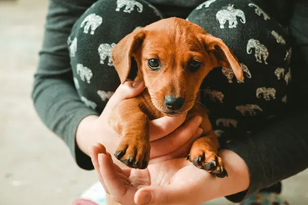 Hands holding a cute red dachshund puppy.
