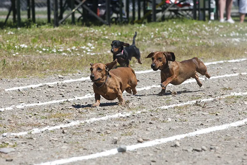 dachshund races