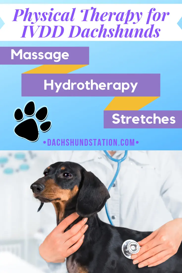 therapy for dachshunds with ivdd