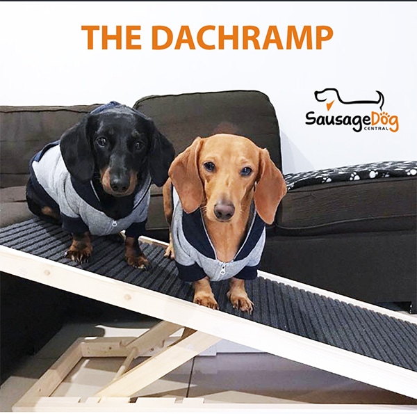 How to avoid ivdd in dachshunds