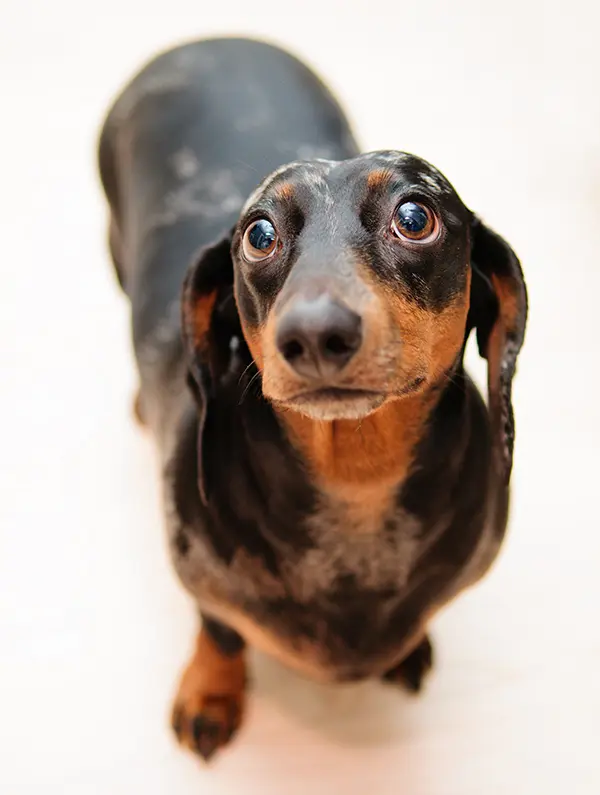 therapy for dachshunds with ivdd