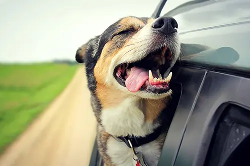Safest Seat Belts For Your Dog