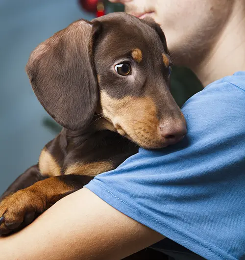 dachshund being held by teenager