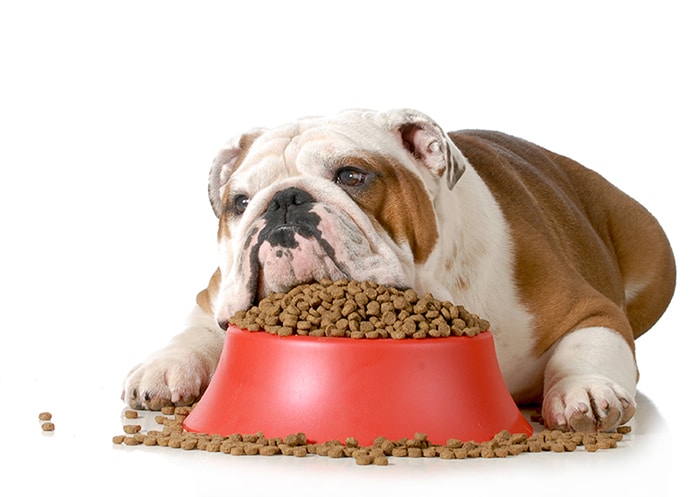 bull dog laying on food bowl