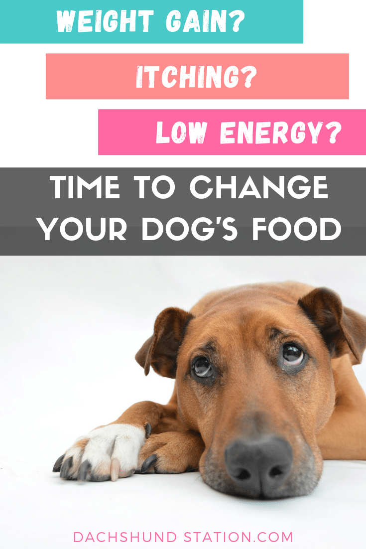 Dog Food Diet Change Rotation Dachshund Station (1)