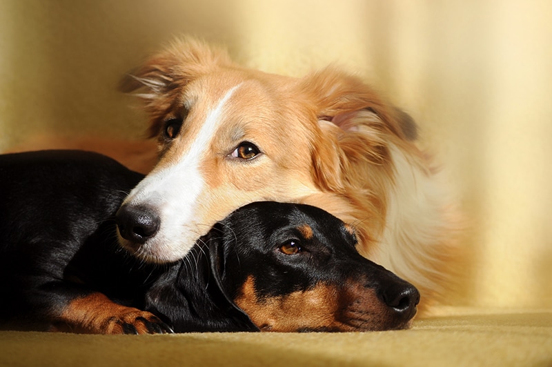 socialize your dachshund puppy