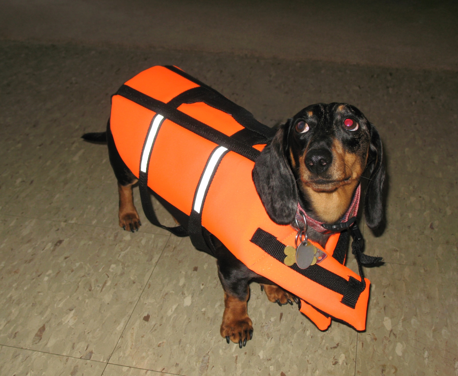 Water Safety Tips For Dachshunds