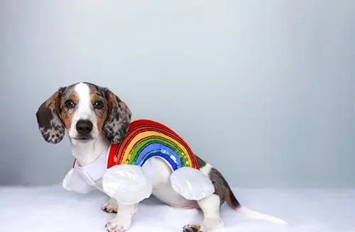 mini dachshund puppy wearing rainbow dog Halloween costume