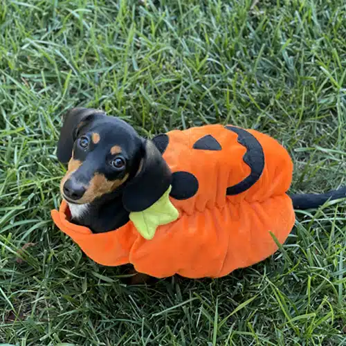 Small Dachshund wearing pumpkin Dachshund Halloween Costume