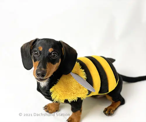 Black and tan mini dachshund wearing bumble bee dog Halloween costume