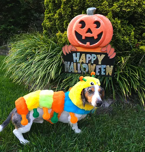 piebald dachshund wearing colorful caterpillar dog Halloween costume