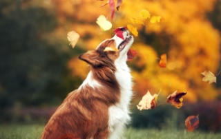 Fall Activities on your dog's bucket list
