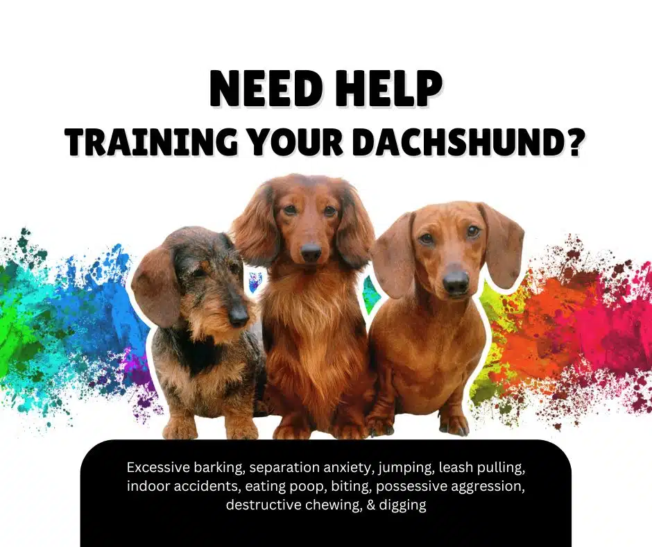 potty training your dachshund