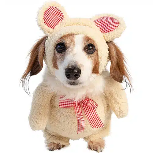 dachshund wearing teddy bear costume