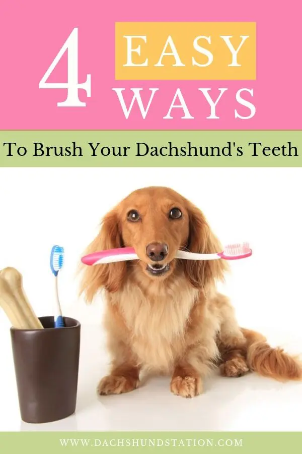 dachshunds have bad breath