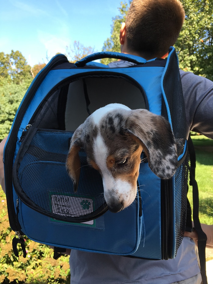 best dog backpack for miniature dachshund