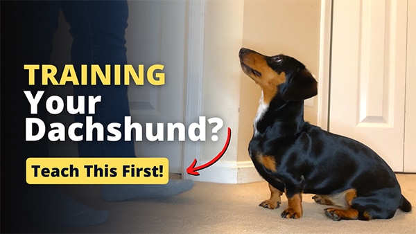 Commands To Teach Your Dachshund