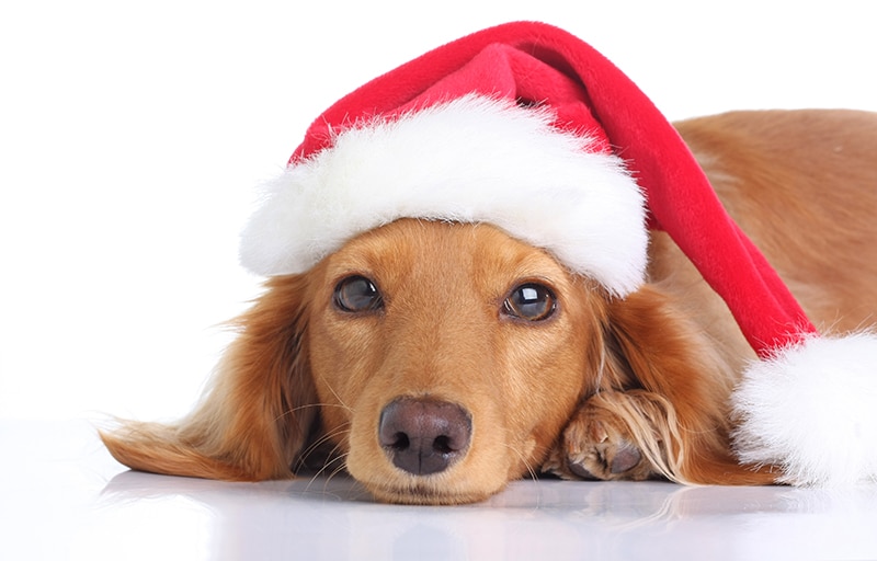 Best Holiday Gifts For Dachshunds