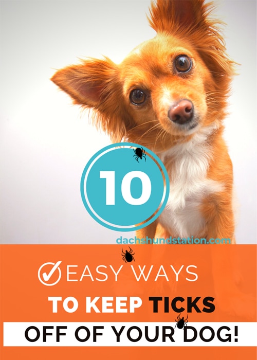 keep ticks off of your dog