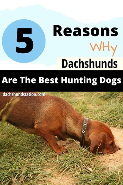 Are Dachshunds Still Used For Hunting?