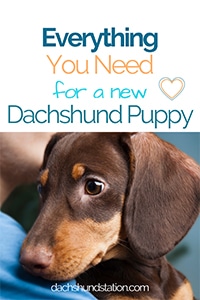 dachshund puppy essentials