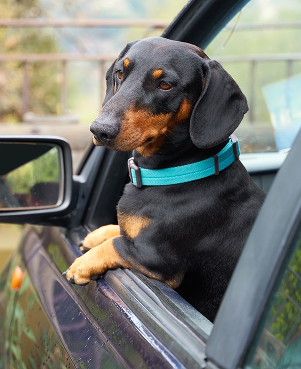 Seat Belts For Dachshunds