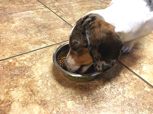 Slow Feeder Bowls For Dachshunds