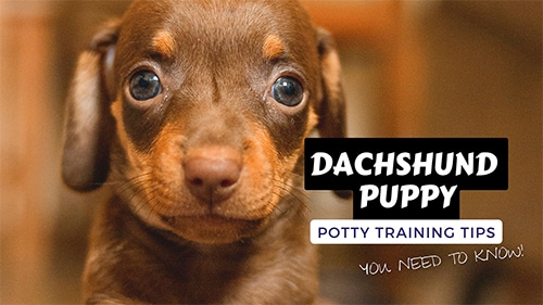 Dachshund Puppy Guide