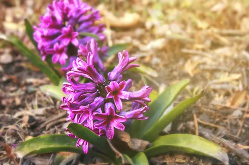 Fresh early spring purple and pink hyacinth flowers