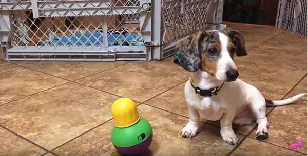 cute piebald dachshund sitting next to the bob a lot dog toy