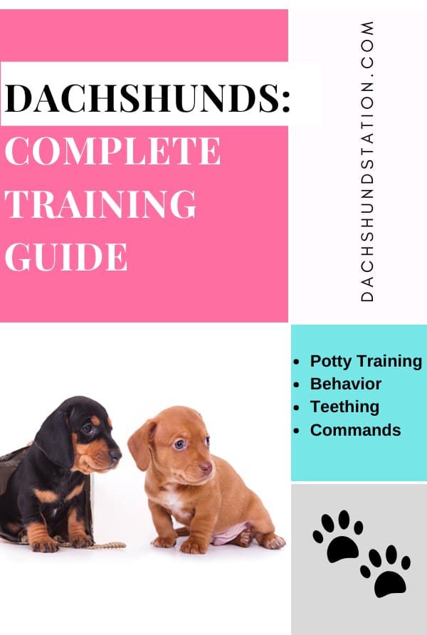 Dachshund Puppy Guide