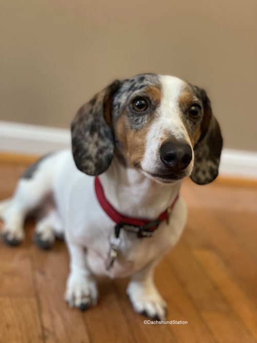 Weight Loss Tips for Dachshunds