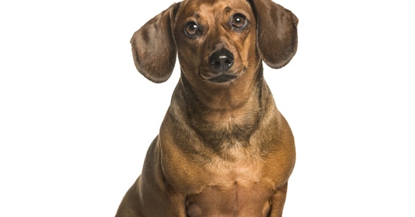 dachshund weight loss tips
