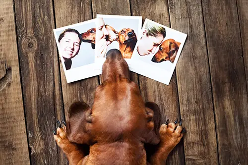 Signs your dachshund is bored