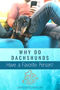 dachshunds choose their favorite person